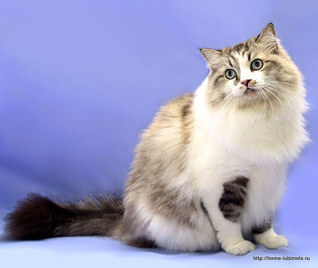 Порода кошек рагамаффин: описание внешнего вида и характера
