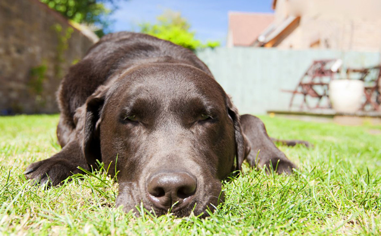 Как правильно поить собаку? | блог на vetspravka.ru