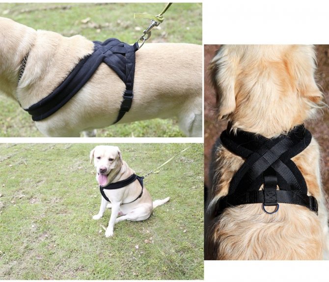 Как правильно одеть шлейку на собаку: пошаговая инструкция, фото, видео