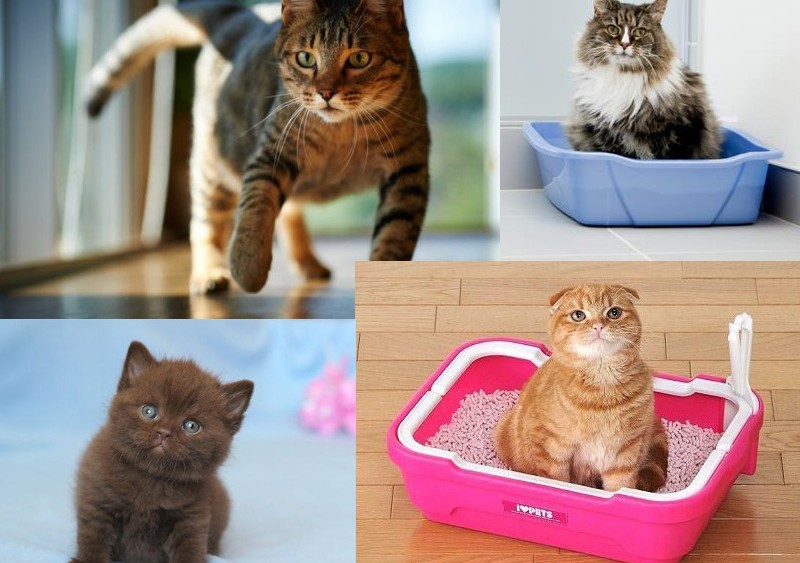 Красивые клички (имена) для кошек девочек
