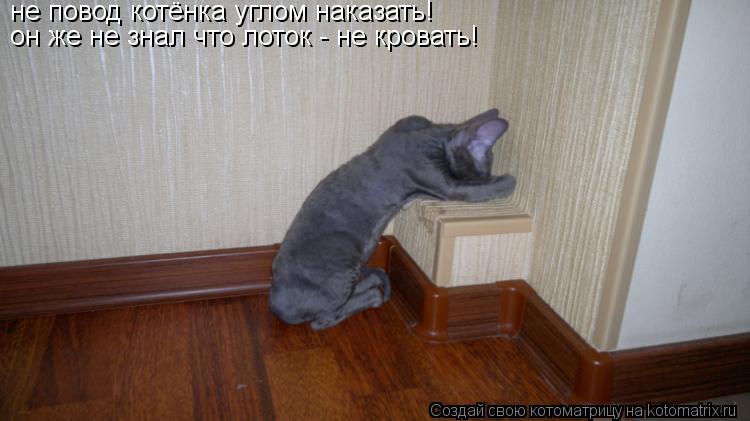 ᐉ как наказать кота чтобы он понял: нужно ли это делать и какие способы применимы - kcc-zoo.ru