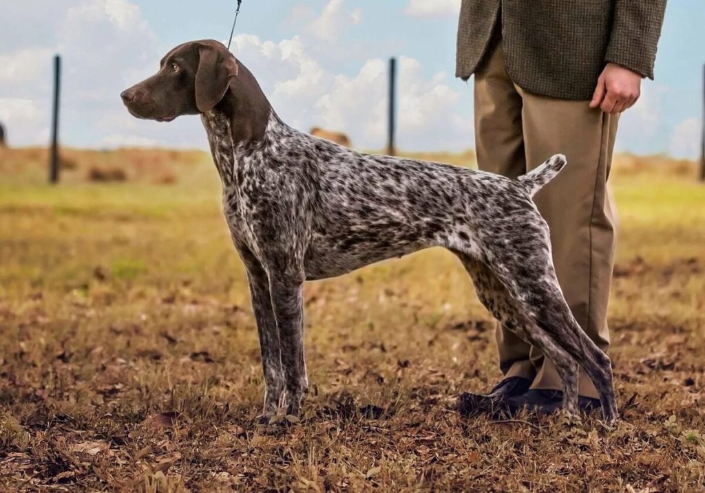 Курцхаар собака: описание породы с фото, немецкой легавой, охота с борзой