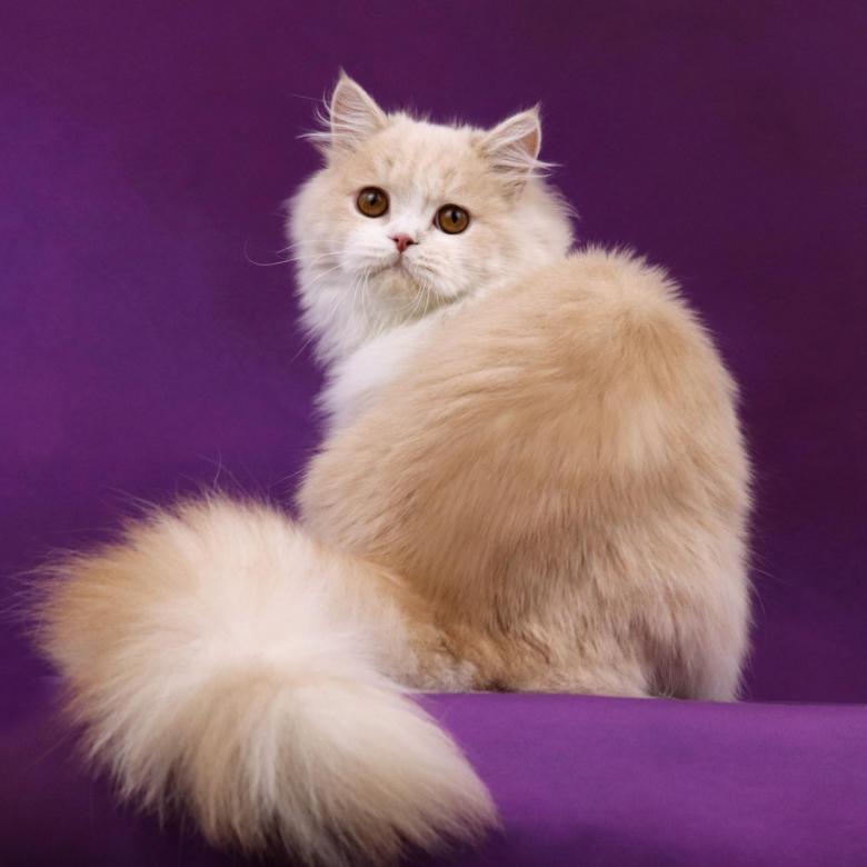 Шотландская длинношерстная прямоухая кошка хайленд-страйт: описание породы. все о шотландской длинношерстной прямоухой породе кошек хайленд страйт