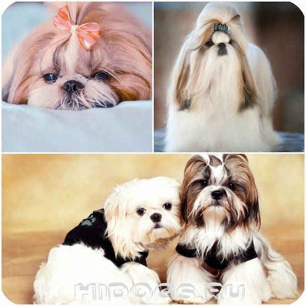Ши-тцу: подробное описание породы собак с фото и видео