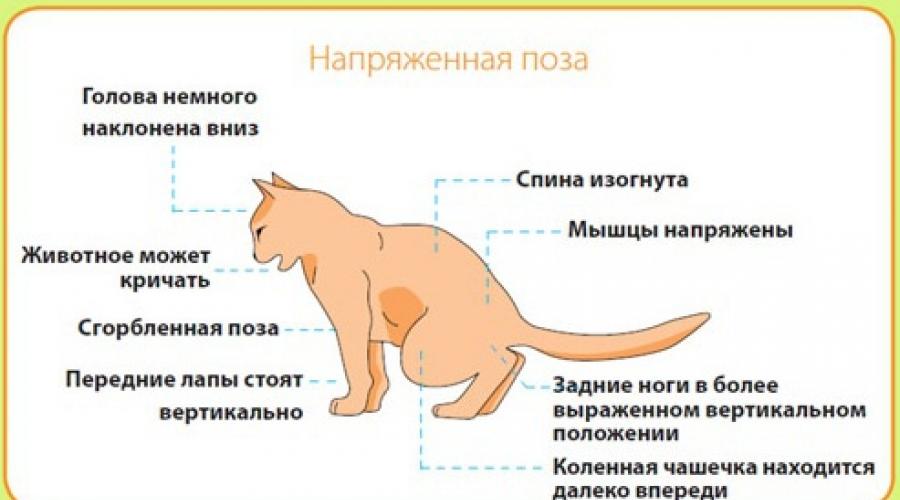Мочекаменная болезнь (мкб) у котов, собак