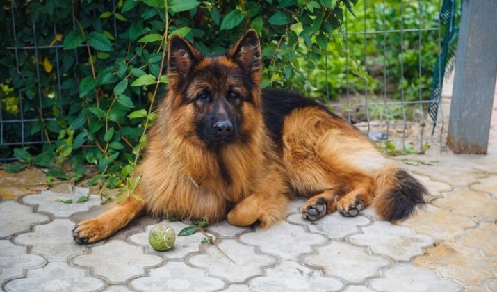 Характеристика породы немецкая овчарка: как содержать умнейшую собаку с «экстремальной сообразительностью»