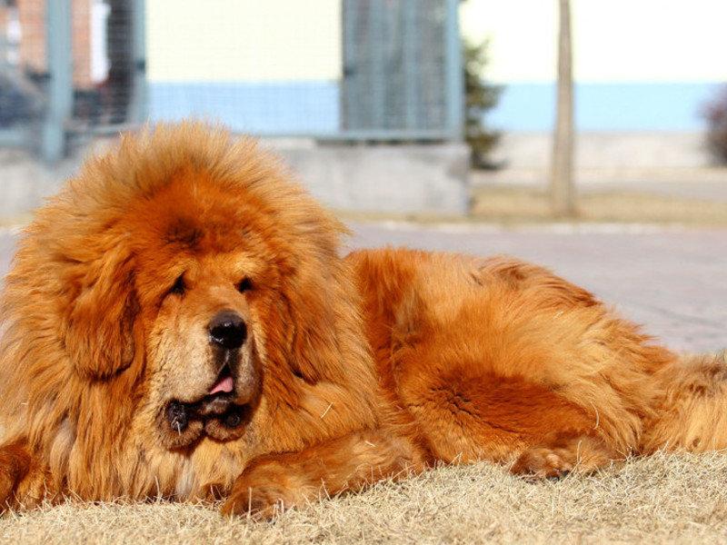 Топ самых дорогих собак в мире и в россии: описание пород и сколько стоят щенки