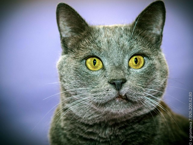 Шартрез (картезианская кошка): цвет шерсти, плюсы и минусы характера, факты о содержании и стоимости котенка + 150 фото породы