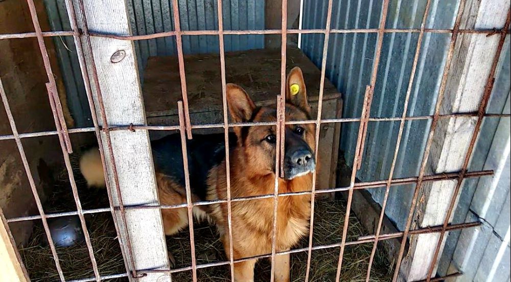 Собачьи приюты в екатеринбурге с фото и в свердловской области