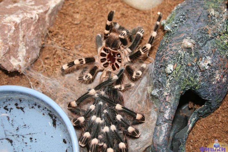 Каракурт паук: описание,фото,размножение,питание,укус,среда обитания. что нужно знать о пауке каракурте?