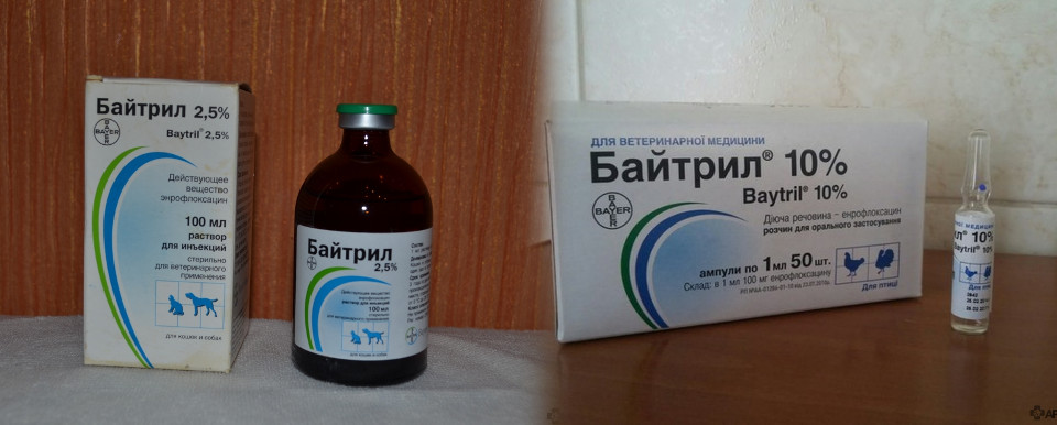 Байтрил для кур при лечении инфекционных заболеваний жкт и органов дыхания. свойства препарата и схемы применения