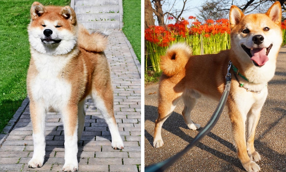 Сравнение собак породы сиба ину и акита ину: сходства и различия