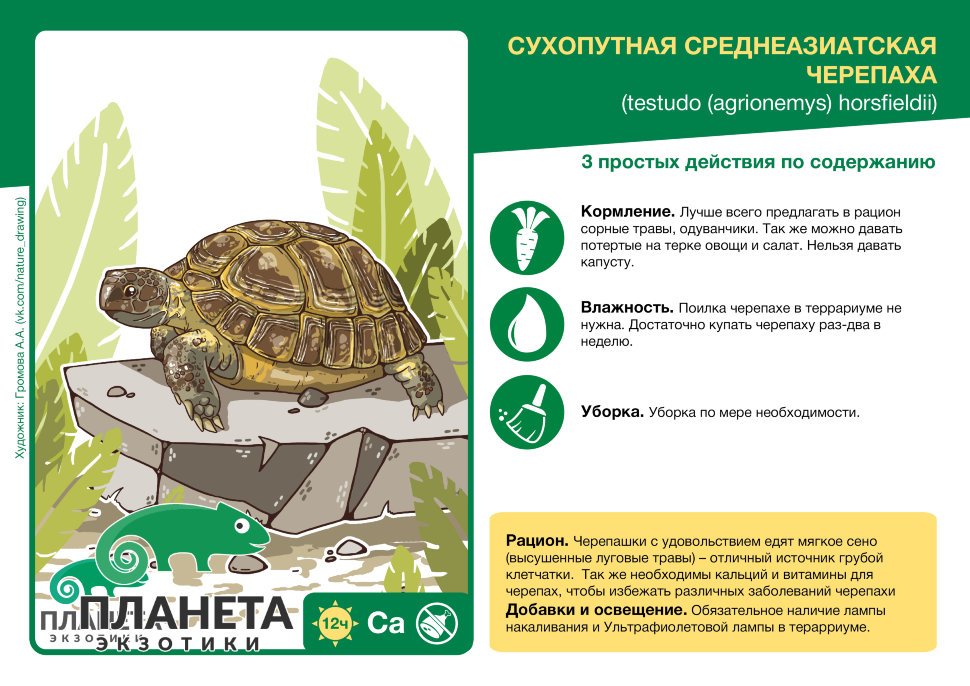 Сухопутные черепахи: разновидности и особенности содержания, чем и как кормить питомца в домашних условиях