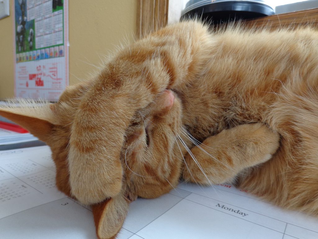 Симптомы и лечение стресса у кошек: как успокоить кота после переезда или посещения ветеринара?