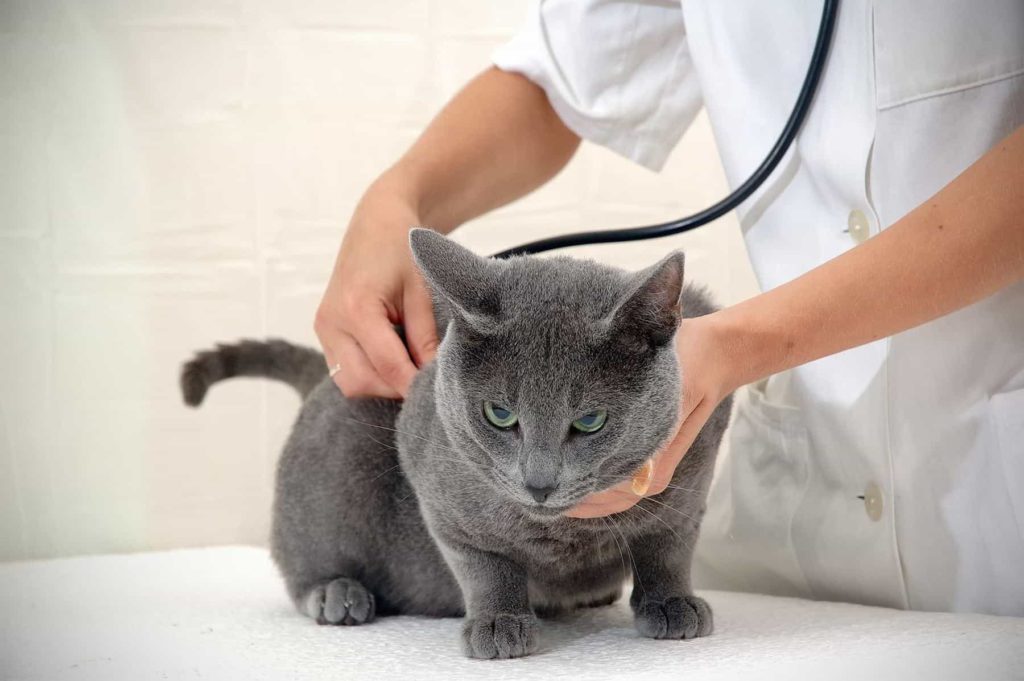 Кошка хрипит, слышны хрипы - симптомы, лечение, препараты, причины появления