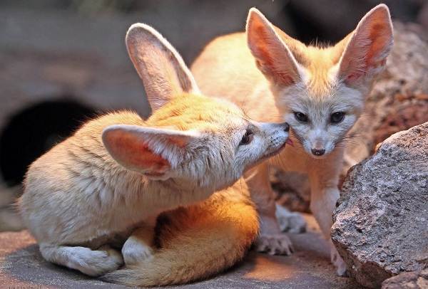Лиса (лисица) – как выглядит, окрас, виды, ареал обитания в дикой природе, враги, фото, интересные факты, ценность меха лисы