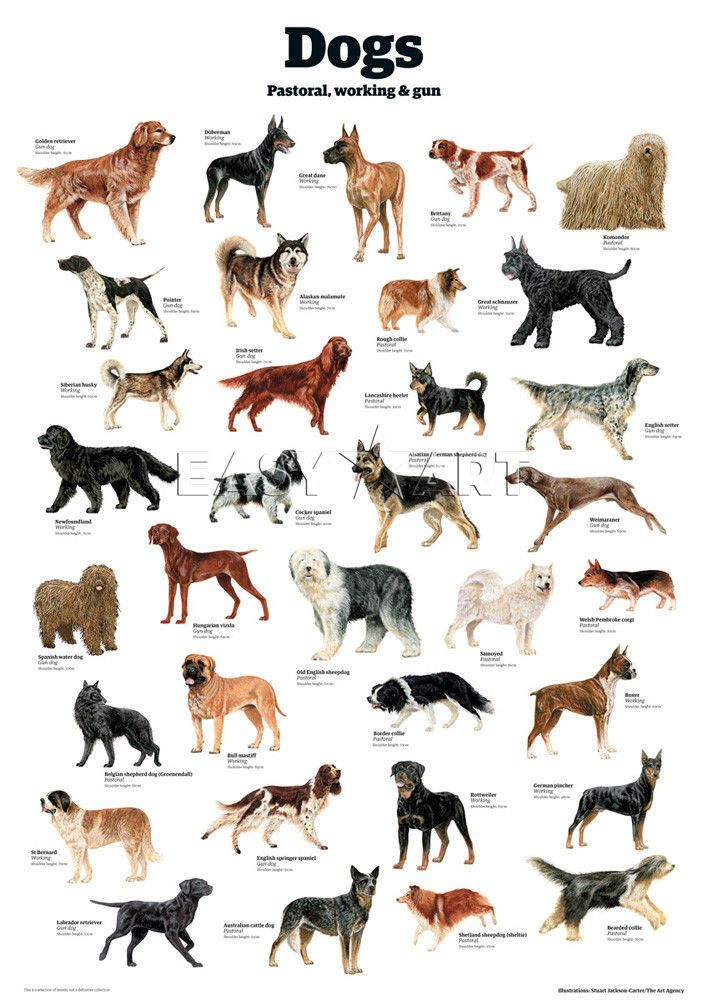 Русские породы собак: разновидности и советы по выбору
