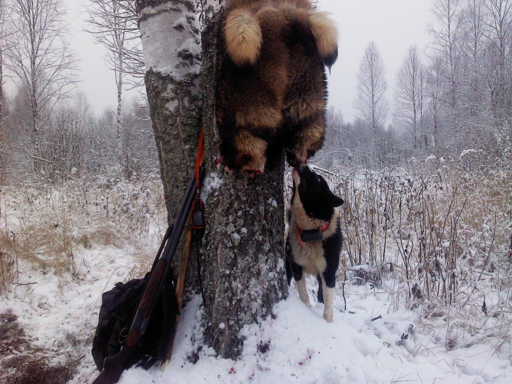 ᐉ как обучить собаку для охоты на белок - ➡ motildazoo.ru