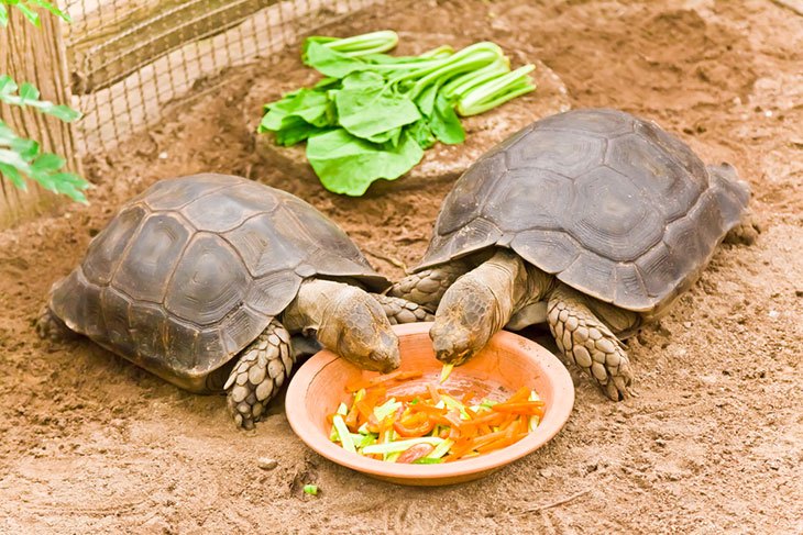 Корм для черепахи. чем кормить черепаху в домашних условиях