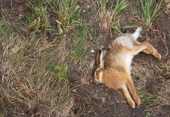 Что делать, если кролики умирают без видимых причин