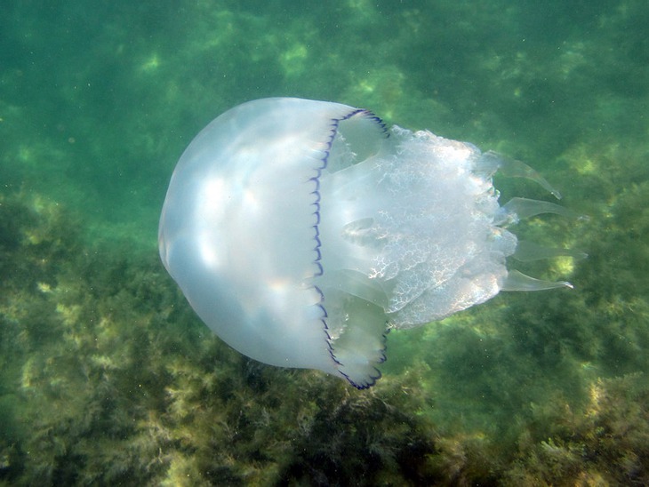 Какие медузы водятся в черном море крым