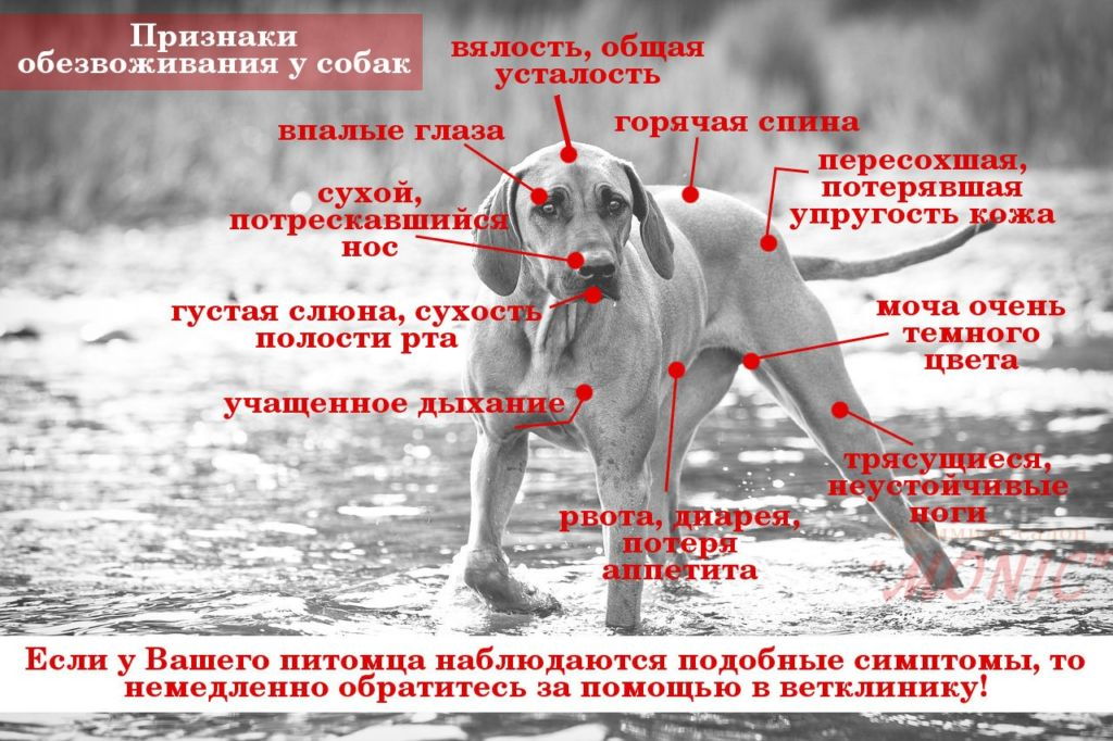 Рвота с желчью у собак. ветеринарная клиника "зоостатус"