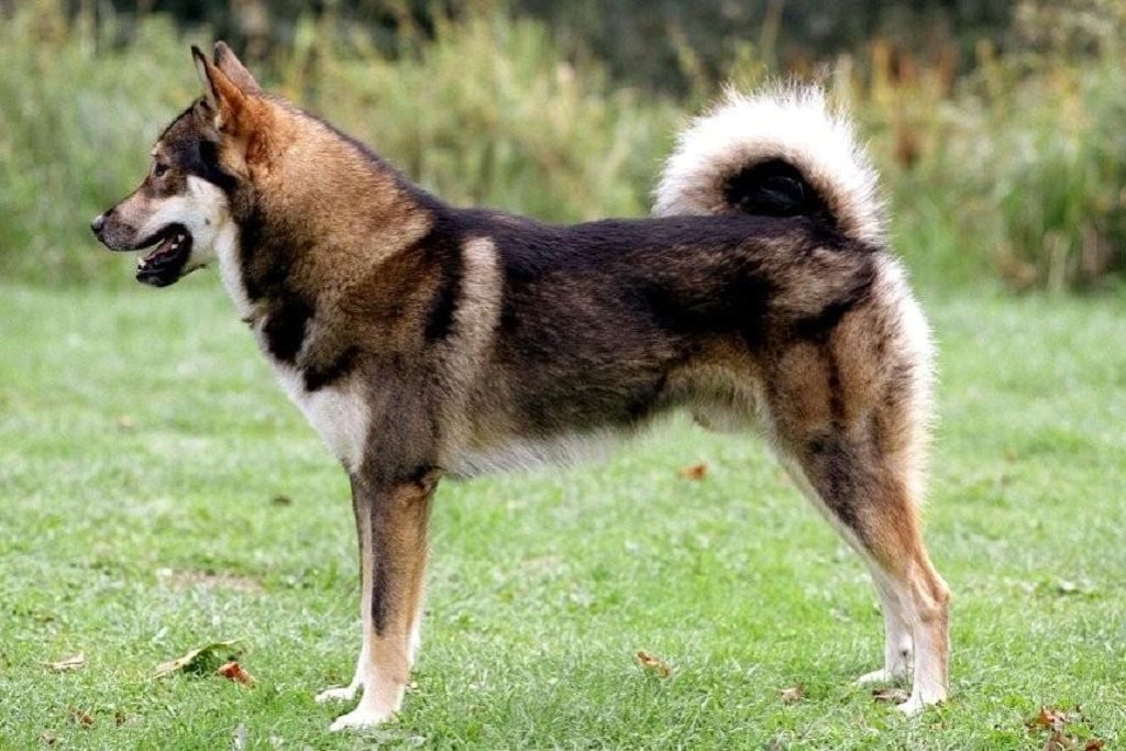 Восточносибирская лайка (всл): описание породы собак с фото и видео