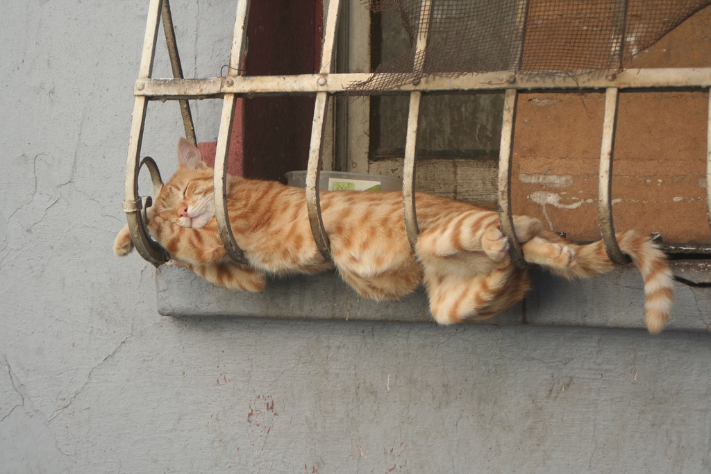 Положение кошки во время сна может многое рассказать о состоянии питомца - досуг