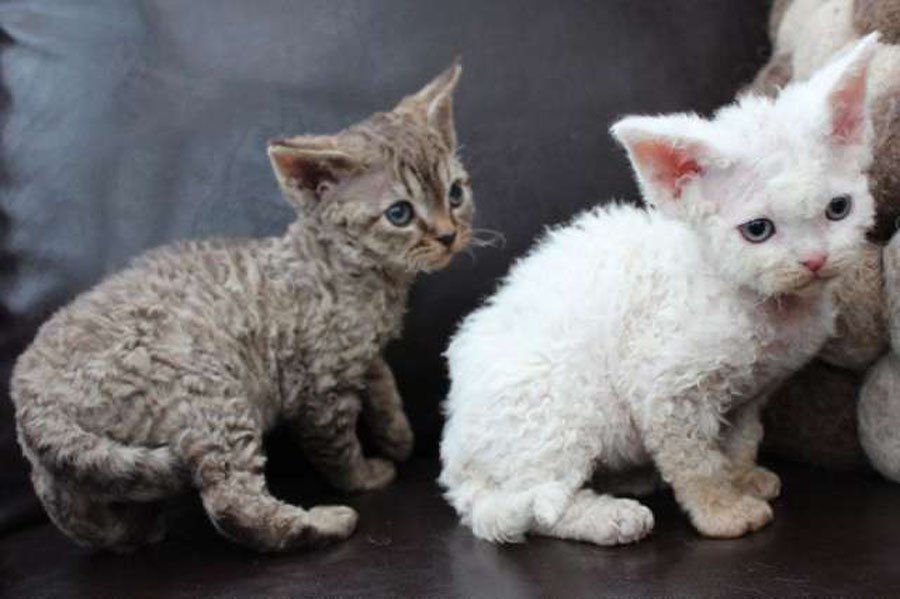Гипоаллергенные породы кошек: топ пород, которые безопасны для аллергиков