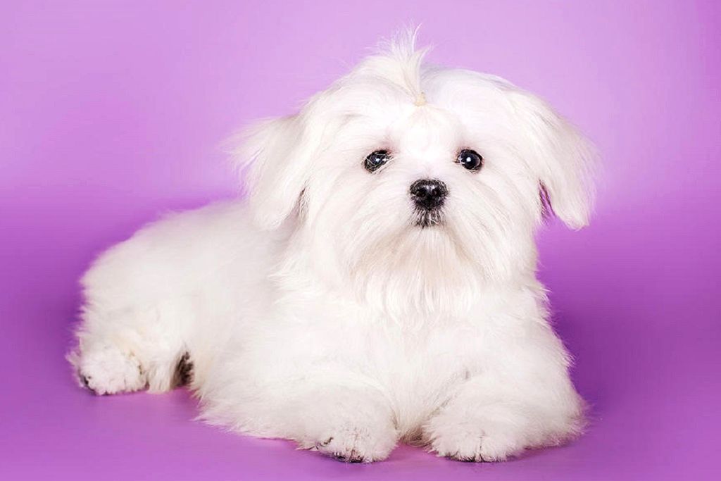 Мальтезе (мальтийская болонка): внешность и характер, фото собаки