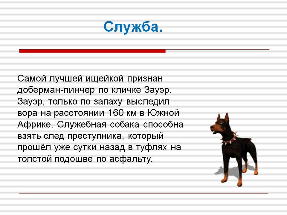 Характеристика собак породы немецкий пинчер с отзывами и фото