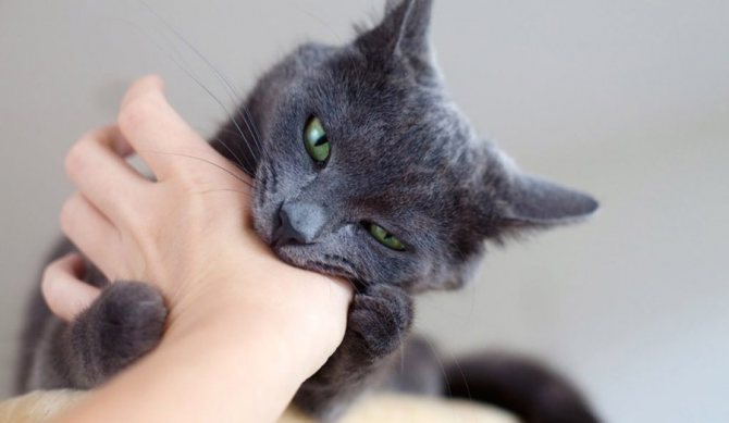 9 признаков, почему кошка грустит: причины