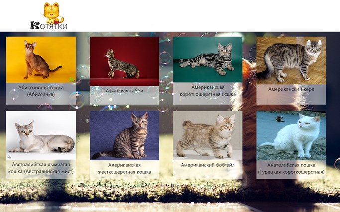Лучшие породы кошек для дома: топ-10 самых красивых и послушных (фото)
