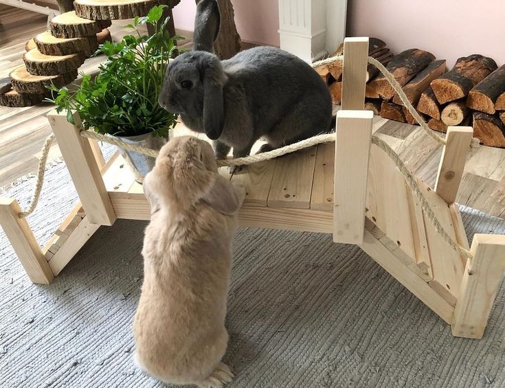Дом для кролика своими руками: инструкция по изготовлению