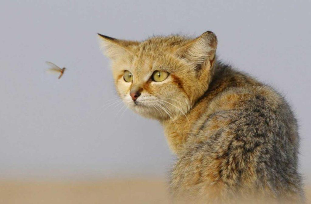Барханный кот: самая грозная няшная котейка
