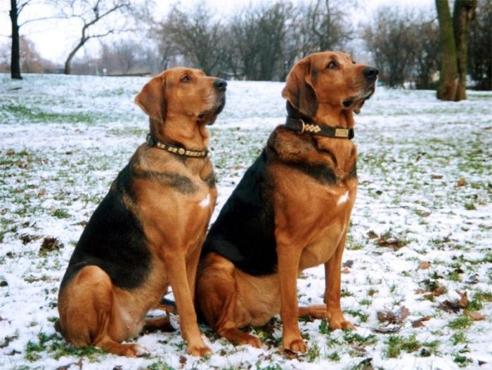 Утонаган — описание и история породы собак, фото, цена