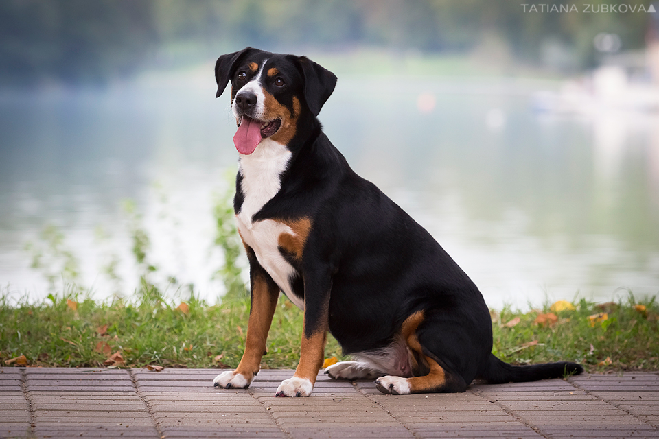 Характеристика собак породы энтлебухер зенненхунд с отзывами и фото