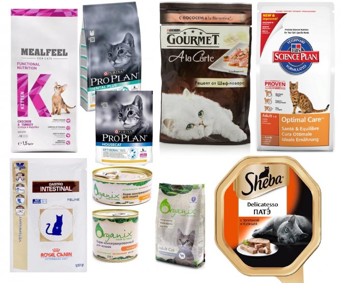 Поедают с удовольствием: 16 лучших сухих кормов для кошек
