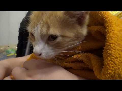 Чем лечить расчесы у кошки