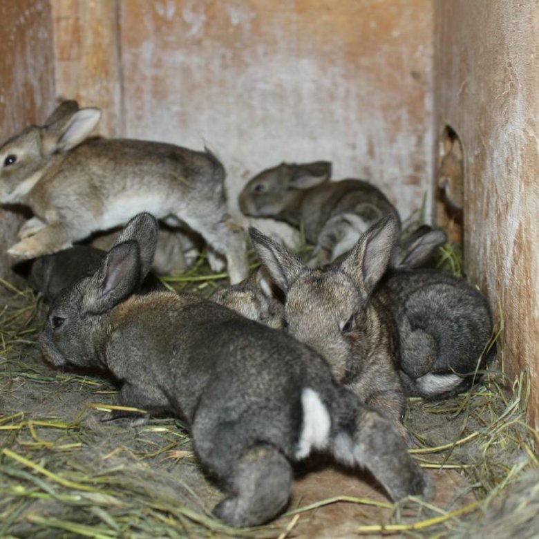Как спариваются и размножаются кролики: как правильно случать их дома