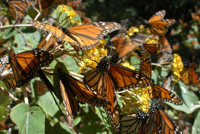 Разница между монархом и наместником бабочки - разница между - 2021