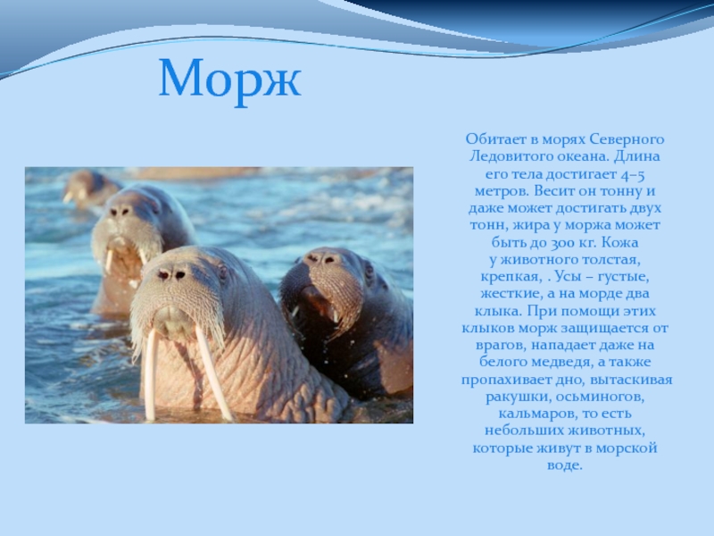 ᐉ рыба - это млекопитающее или нет: описание морских обитателей - zooon.ru