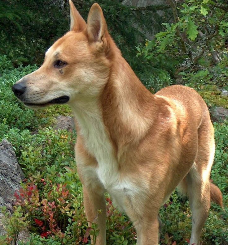 Пиренейская горная собака ???? фото, описание, характер, факты, плюсы, минусы собаки ✔