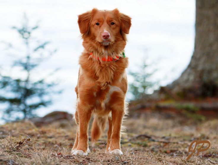 Новошотландский ретривер собака. описание, уход и цена породы