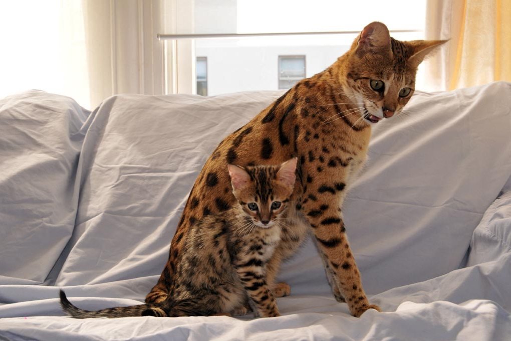 Ашера (44 фото): особенности породы, размеры кошек и котов. содержание больших котят