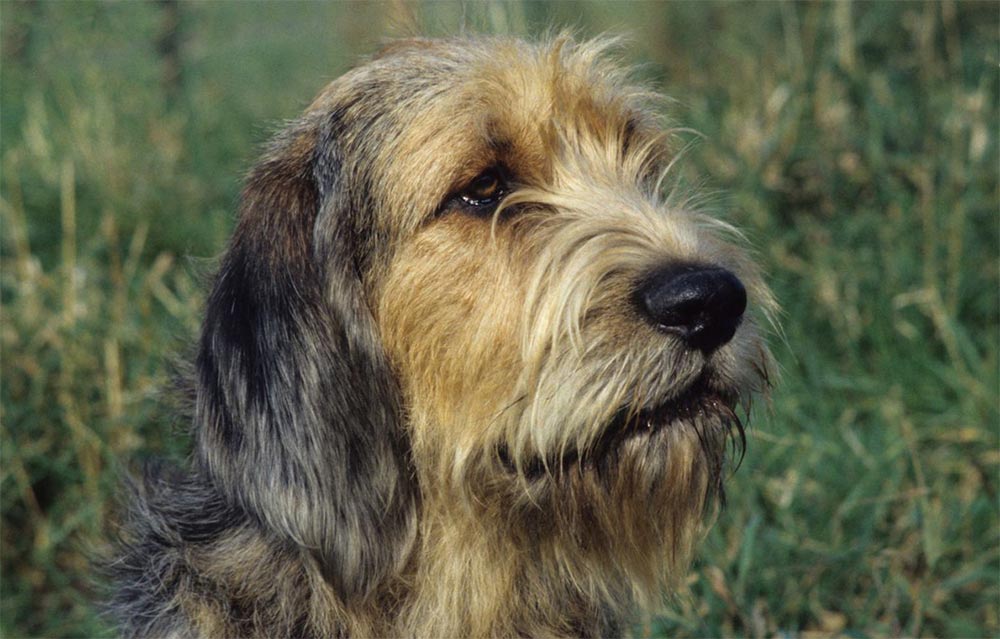 Финская гончая — фото, описание породы собак, особенности характера