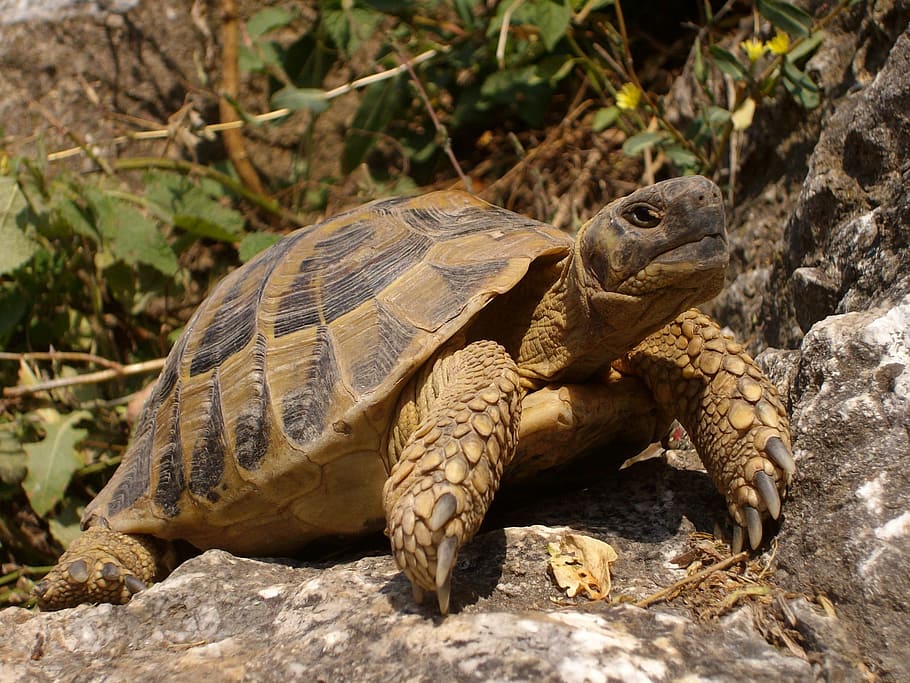 Сколько лет живут красноухие черепахи в домашних условиях?