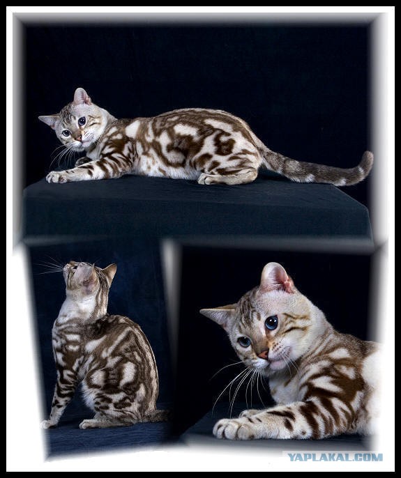 Окрасы британских кошек: фото, стандарты. виды окрасов британцев. группы окрасов британской породы кошек. окрасы британских котят с фото. категории окрасов британских котов.