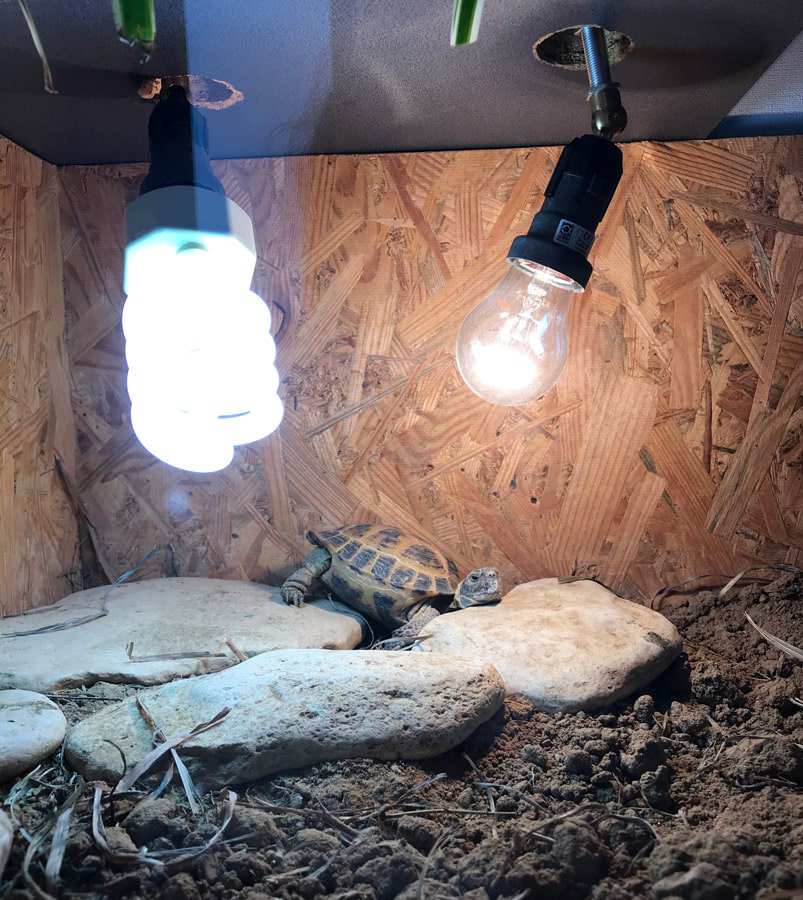 Ультрафиолетовое освещение для террариумов с черепахами