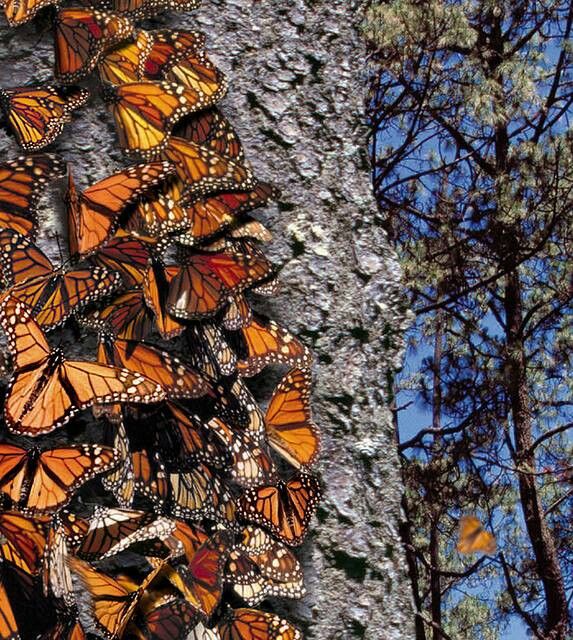 Бабочка монарх (данаида). описание, фото, видео